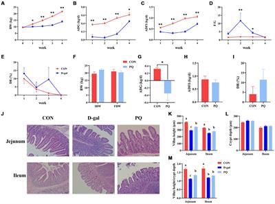 Different effects of acute and chronic oxidative stress on the intestinal flora and gut-liver axis in weaned piglets